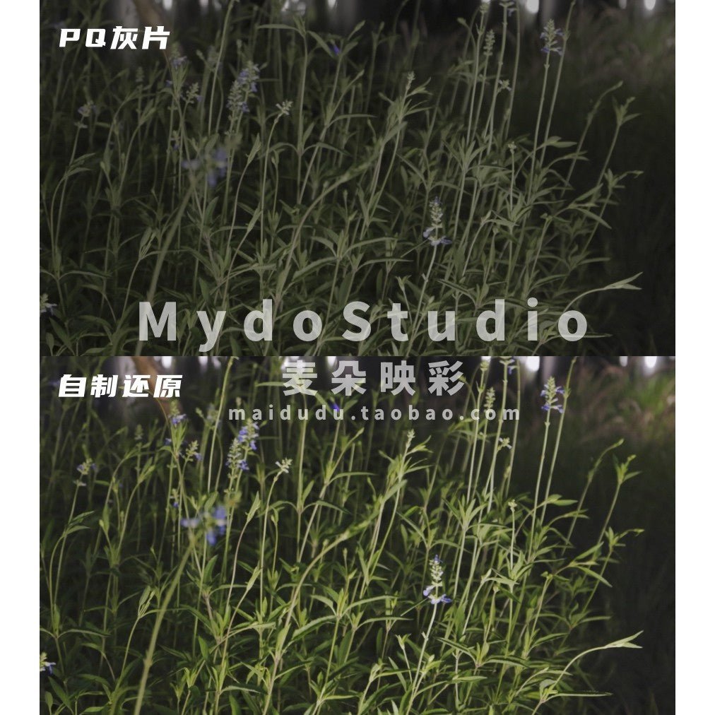 692 📷 Canon CLOG / PQ LUTs 🎞️ Color Restore for PR / FCPX / CapCut / DaVinci [ MICHIGO STUDIO ] - MICHIGO STUDIO