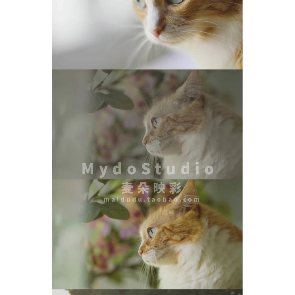 🎞️ BMPCC/BMCC 4K~6KPro BMDFilm LUTs 🎬 Gray to Color Restore Grading Pack [ MICHIGO STUDIO ] - MICHIGO STUDIO