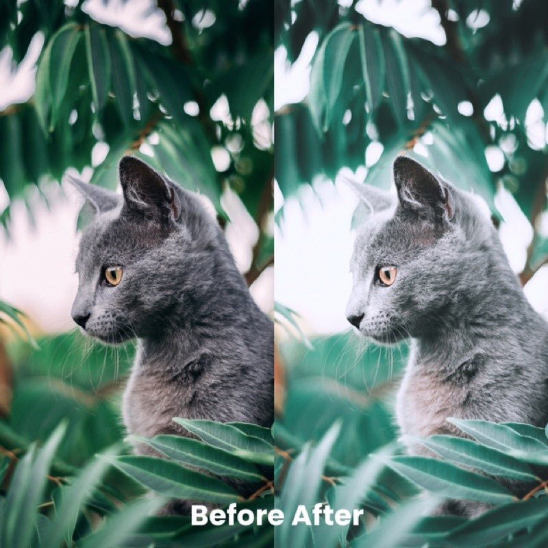 📸 Fujifilm Tone Lightroom Preset | For iOS, Android & Desktop | - MICHIGO STUDIO