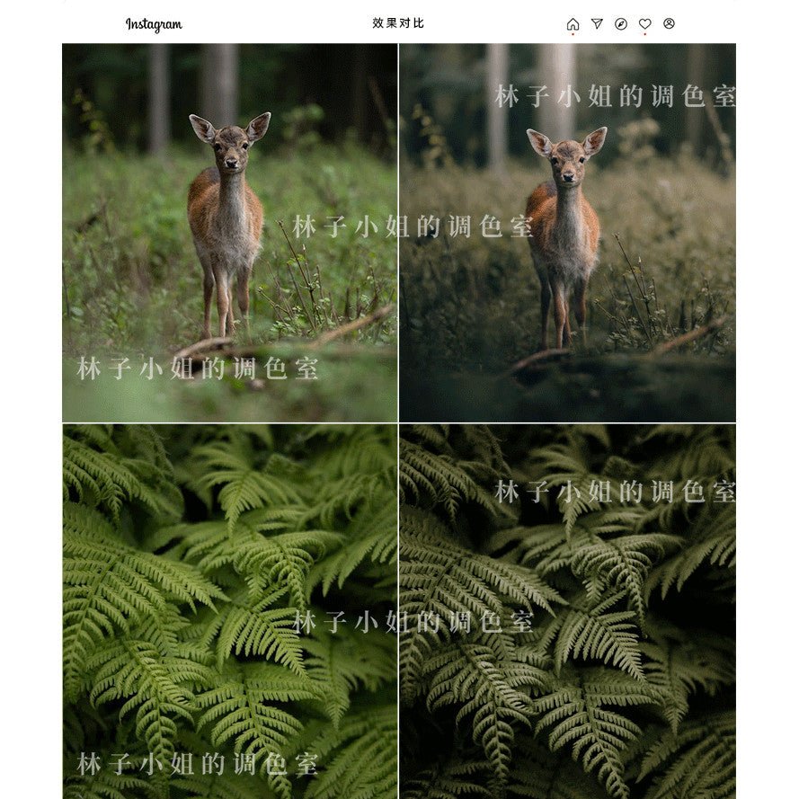 🌲 INS Outdoor Forest LUT Pack | PS, LR, PR, FCPX Mobile Filters - MICHIGO STUDIO