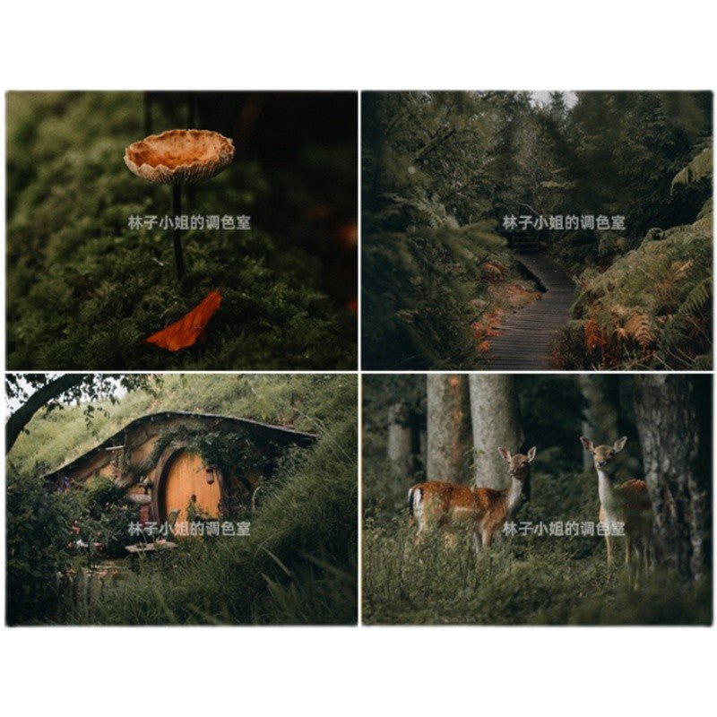 🌲 INS Outdoor Forest LUT Pack | PS, LR, PR, FCPX Mobile Filters - MICHIGO STUDIO