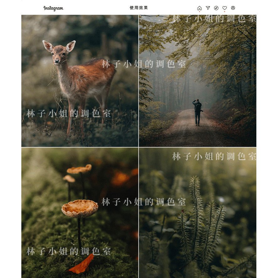 🌲 INS Outdoor Forest LUT Pack | PS, LR, PR, FCPX Mobile Filters - MICHIGO STUDIO