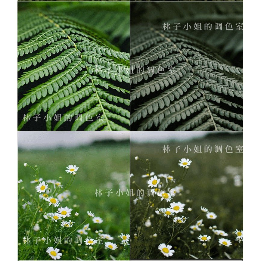 🌲 INS Outdoor Forest LUT Pack | PS, LR, PR, FCPX Mobile Filters - MICHIGO STUDIO