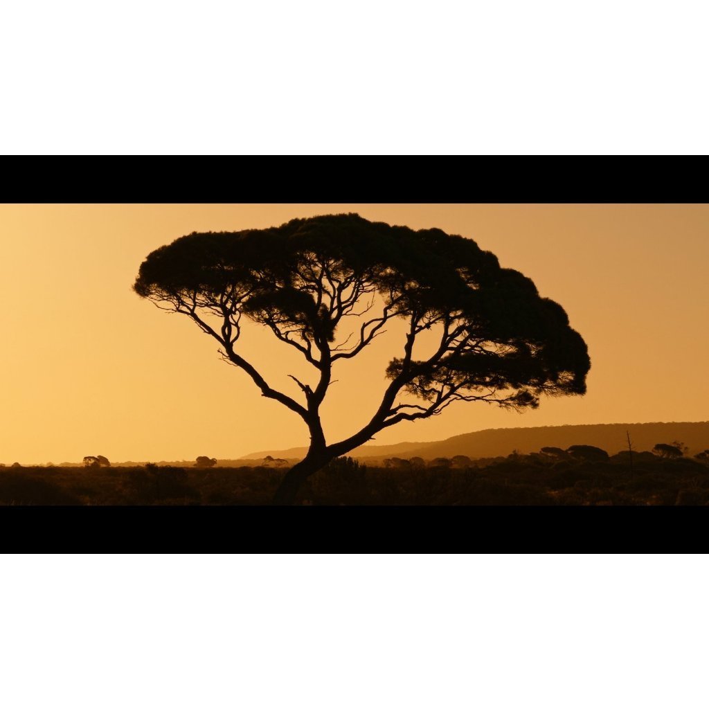 🎬 LUT PACK | Juan Melara iPhone 16 Pro → Alexa • PowerGrade & LUTs • Premiere & DaVinci 【MICHIGO STUDIO】 - MICHIGO STUDIO