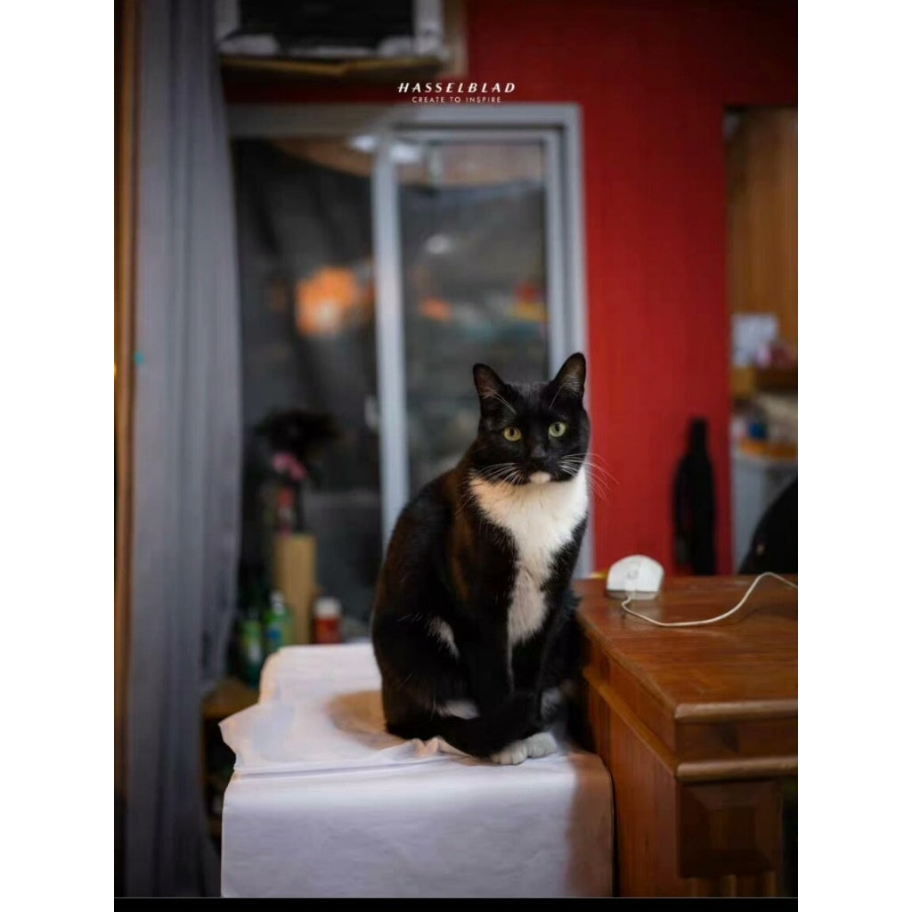 PRESET LR | Hasselblad Blue & Kodak Gold Film 🎞️ Blue-Yellow Look PS Filters