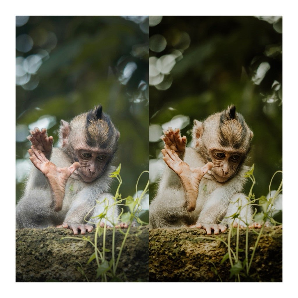 Presets Lightroom Wild Honey | Preset Wild Honey | Lightroom Untuk iOS Android dan Desktop[ MICHIGO STUDIO ] - MICHIGO STUDIO