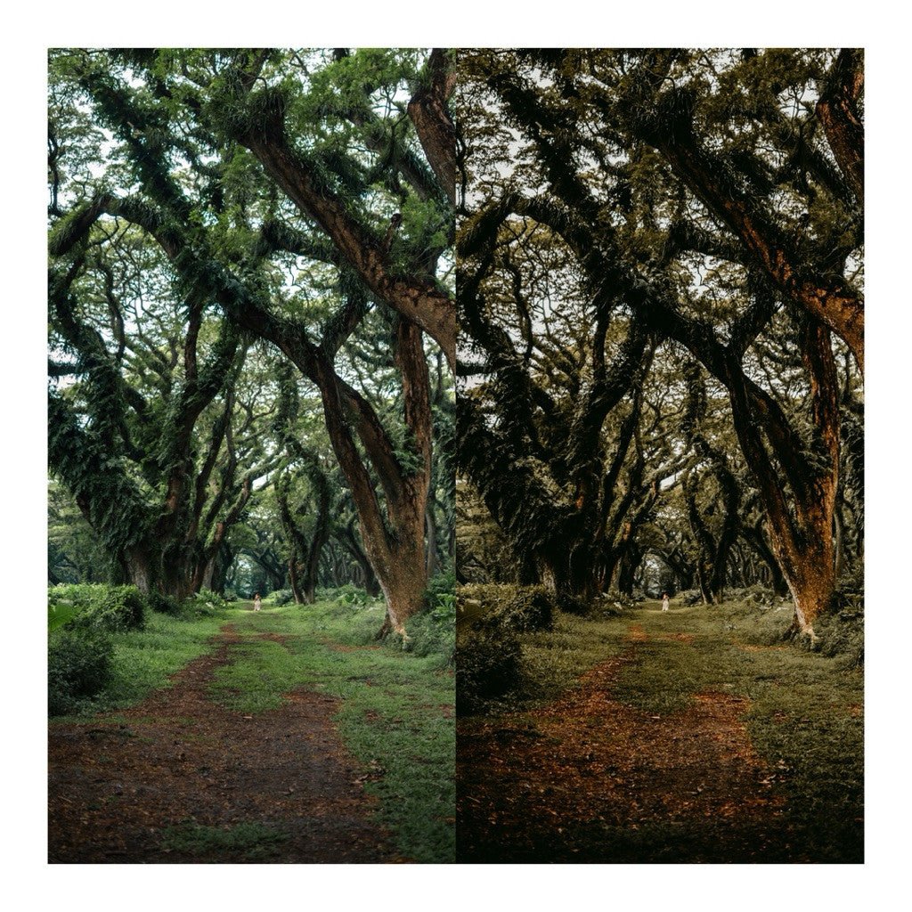 Presets Lightroom Wild Honey | Preset Wild Honey | Lightroom Untuk iOS Android dan Desktop[ MICHIGO STUDIO ] - MICHIGO STUDIO
