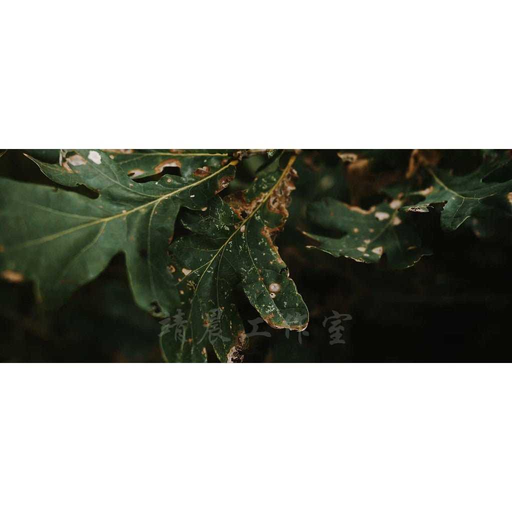 🎬 Roman Hense – “S19” Cinematic LUTs Pack for Video Color Grading 🎥 - MICHIGO STUDIO