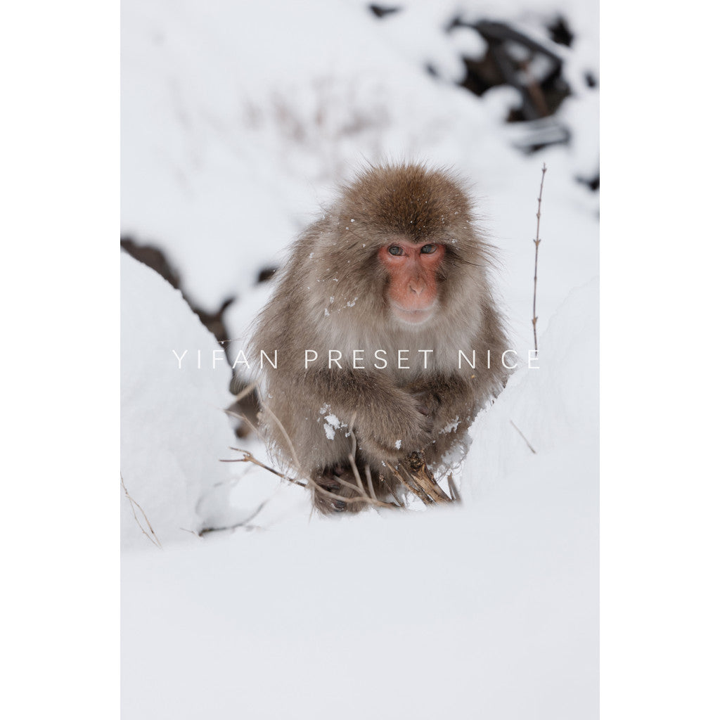 📸 LR Preset Simulate Classic Negative – Lightroom Preset (4 Sets, Pixelcake, PS, PhaseOne, Capcut)