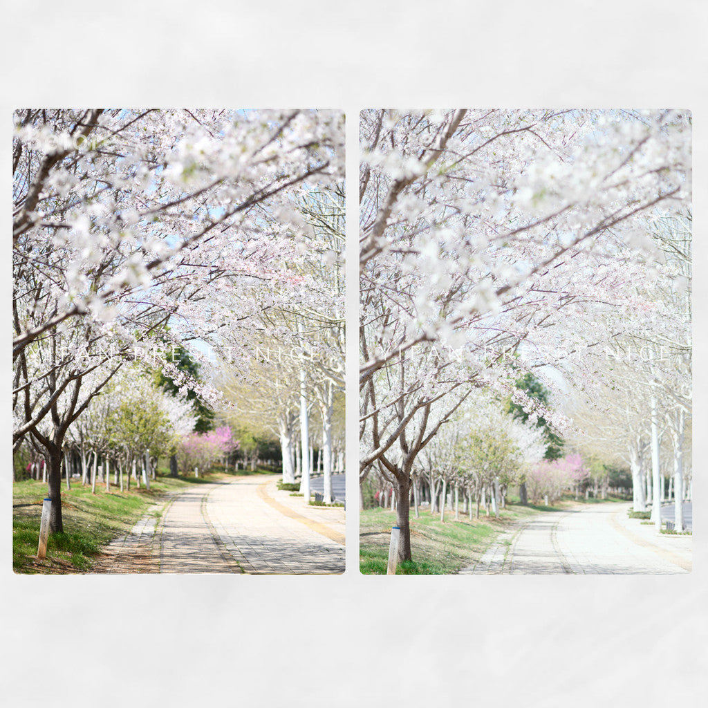 📸 Pixelcake Original Japanese Sakura – Lightroom Preset (4 Sets, Mobile, PR, PS, PhaseOne)