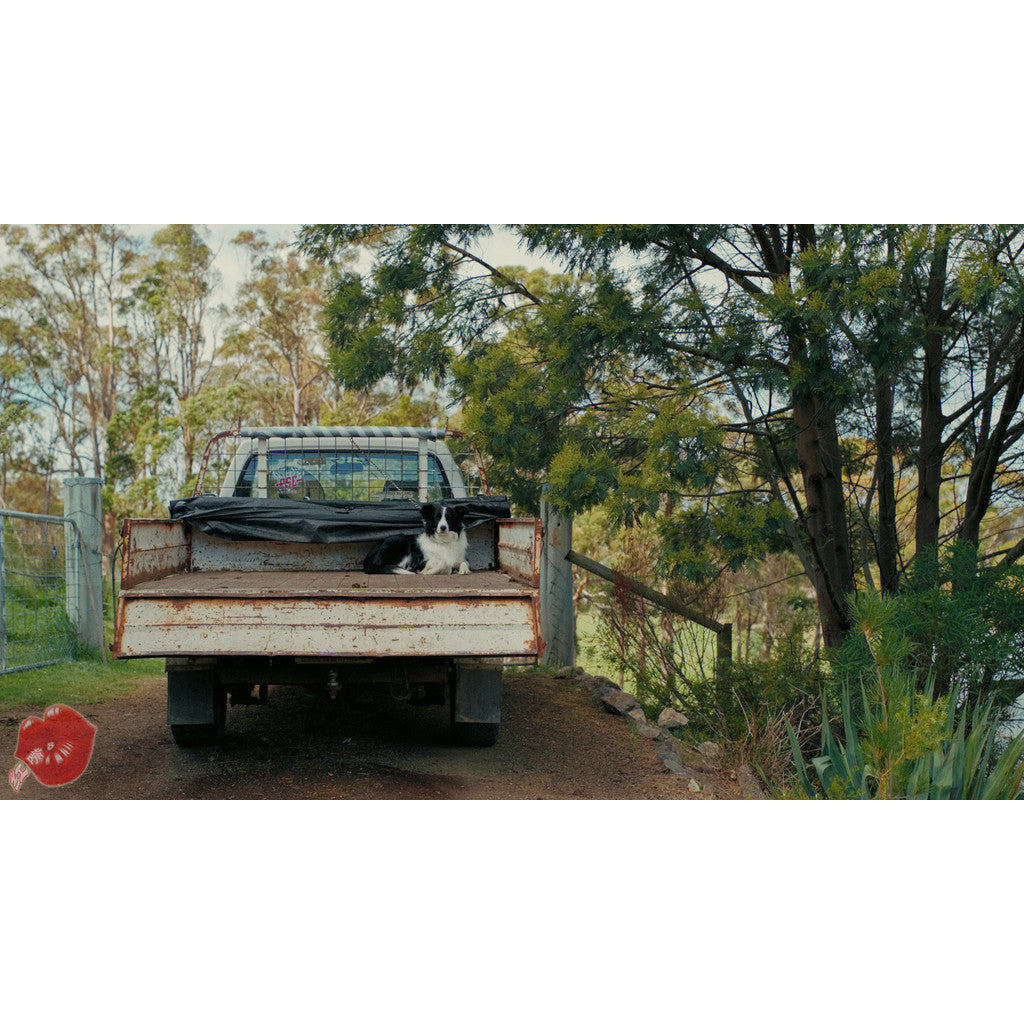 🎬 PowerGrade – DaVinci Kodak 2393 Film Emulation Curve Node – KODAK 2393 PowerGrade ✨ [ MICHIGO STUDIO ]