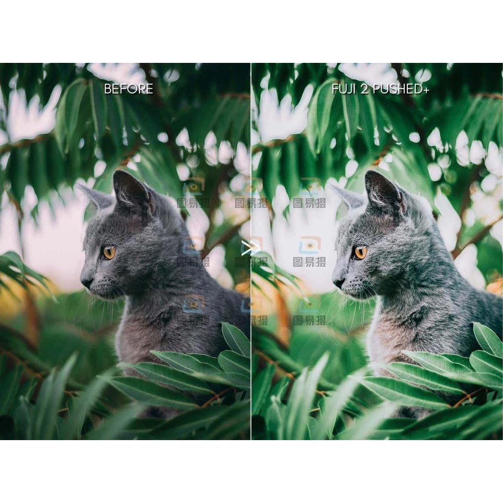 🎨 [LR/PS Preset] Fujifilm cinematic film portrait – Camera Raw & PixelCake filters [MICHIGO STUDIO] 🎞️✨