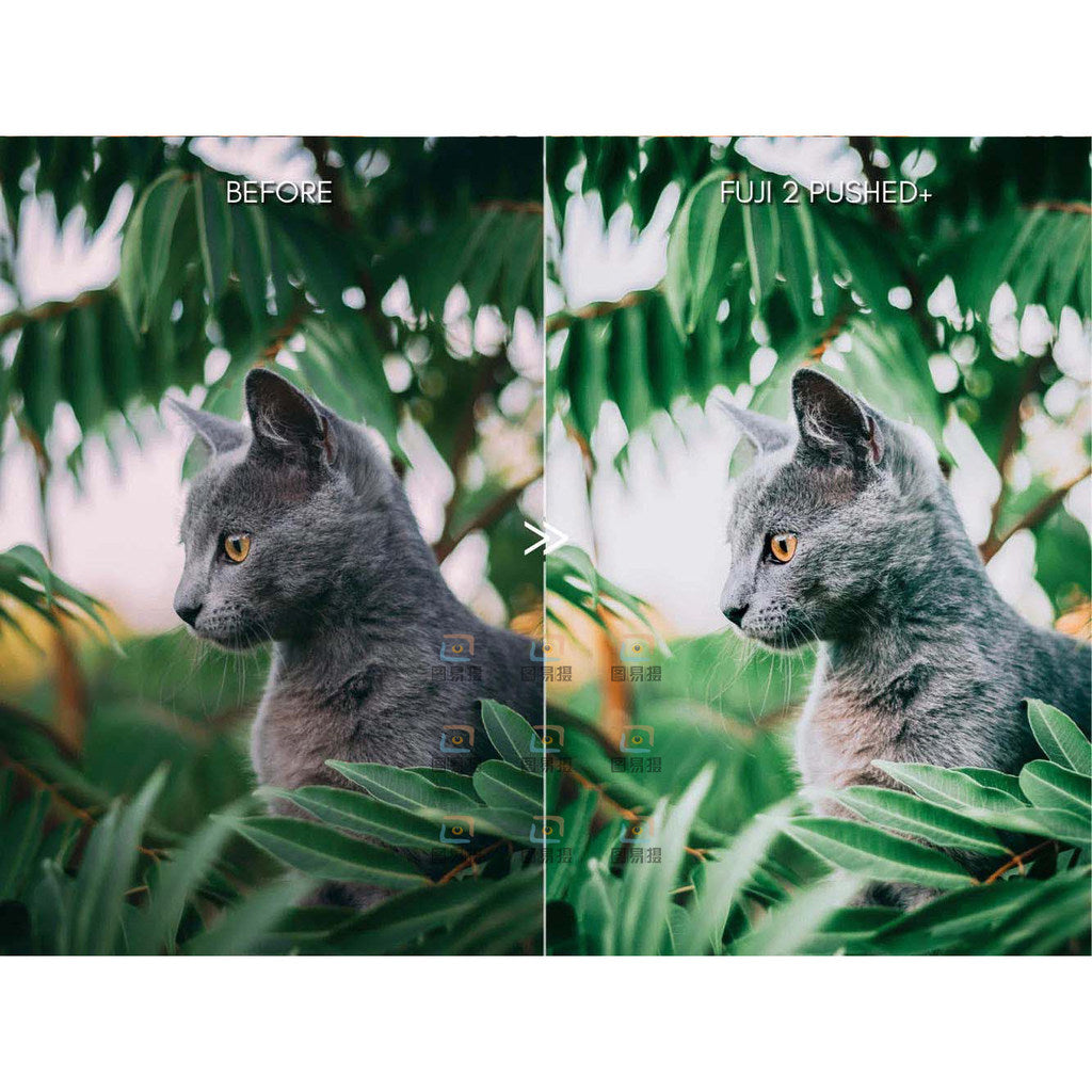 🎞️ **Fujifilm Cinematic LR/PS Portrait Presets [ MICHIGO STUDIO ]** 🎨✨